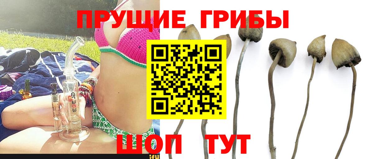 Сегежа  Псилоцибиновые грибы Psilocybe  Вход с VPN 